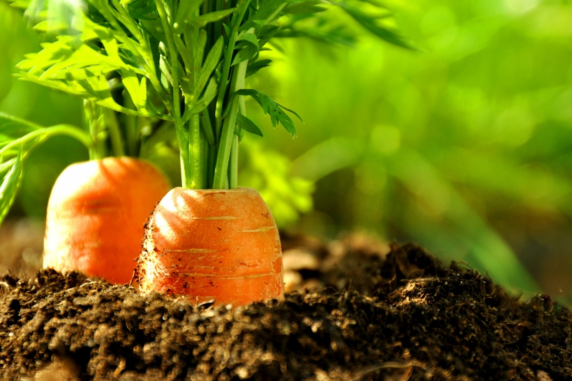 Karotten im Gartenbeet